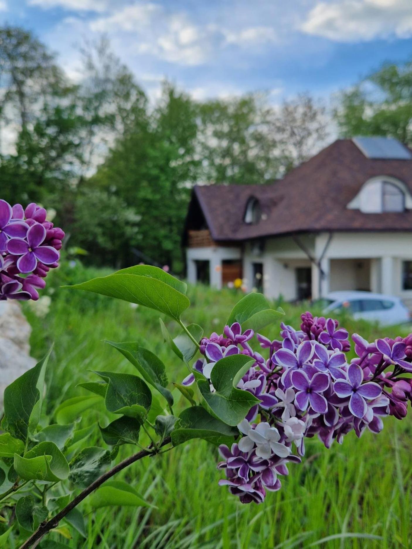 Hotel Provence Suceava Extérieur photo