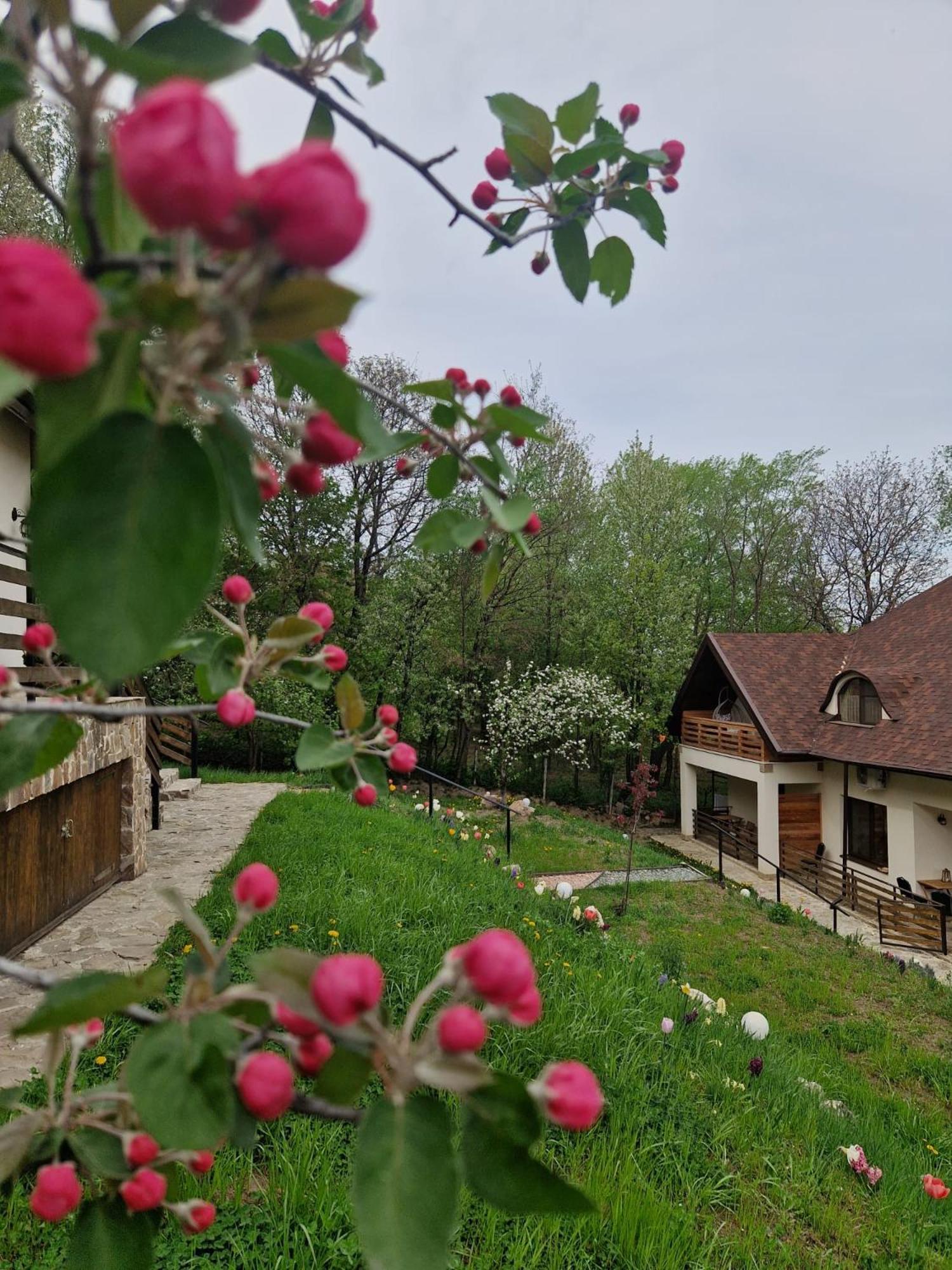 Hotel Provence Suceava Extérieur photo